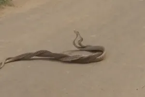 VIDEO: इश्क में खोए नाग- नागिन, सड़क पर किया खुल्लम-खुल्ला प्यार, फिर झाड़ियों में हुए मस्त