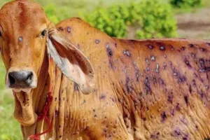 गरमपानी: लंपी की चपेट में आए बीस से ज्यादा मवेशी, दो की मौत