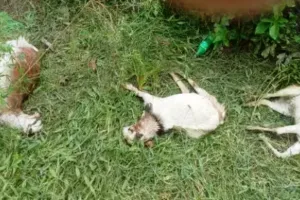 काशीपुर: श्मशान घाट में मरी मिलीं पांच बकरियां