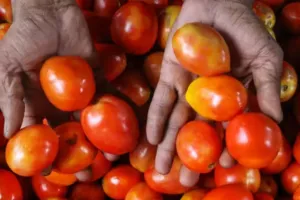 NCCF ने रियायती दरों पर 15 दिन में 560 टन टमाटर बेचा 