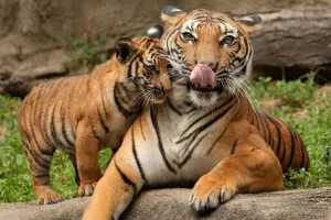 अंतरराष्ट्रीय बाघ दिवस: भारत में बाघों की बढ़ती संख्या को लेकर एक ओर उत्साह, दूसरी तरफ चिंताएं