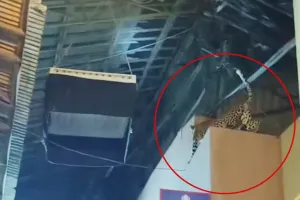 मुंबई की फिल्म सिटी में तेंदुआ दिखने से दशहत, फिल्म सिटी वन क्षेत्र के पास इसलिए सतर्क रहने की जरूरत