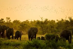 असम: वन्यजीव अभयारण्य में वन रक्षकों और अतिक्रमणकारियों के बीच झड़प, एक मौत पांच घायल