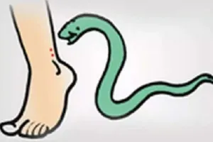 गरमपानी: कोसी नदी में पानी लेने गए युवक को सांप ने डसा