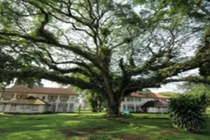 रायबरेली: हेरिटेज ट्री योजना का निकला दम, नहीं मिला धेला