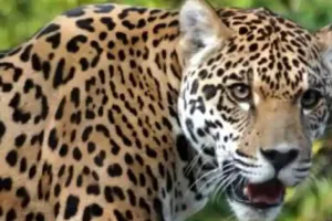 Bageshwar News: गुलदार का आतंक, गाय को बनाया शिकार, ग्रामीणों में दहशत