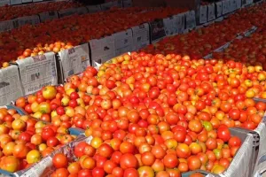 काशीपुर: सस्ती दरों में टमाटर मुहैया कराने को मंडी समिति ने लगाया स्टॉल