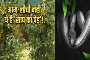 'सांपों का बगीचा': हैरत में पड़ जाएंगे आप! यहां होती है जहरीले सांपों की खेती, नजारा देख कांप जाएगा कलेजा