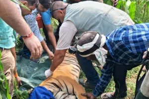 रामनगर: मक्के के खेत से किया बाघिन को रेस्क्यू      