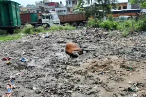 हल्द्वानी: टीपीनगर में करंट से गाय मरी, व्यापारियों ने एसडीओ को घेरा