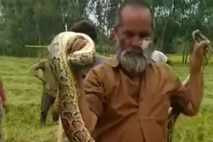 बरेली: खेत में अजगर देख किसान के उड़े होश, वन विभाग की टीम ने रेस्क्यू कर पकड़ा 