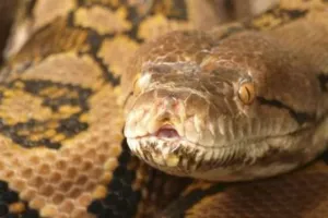 बिल्डिंग की 13वीं मंजिल पर पहुंचा अजगर, लोग हैरान, वन विभाग ने ऐसे किया रेस्क्यू