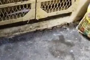 बरेली: जीआरपी थाने से लेकर इंस्पेक्टर के घर तक सांप का खौफ