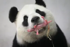 दक्षिण कोरिया में पहली बार ‘जाइंट पांडा’ ने जुड़वां बच्चों को दिया जन्म 