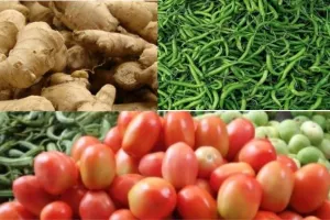 लखनऊ : सब्जियों के दाम ने बिगाड़ा रसोई का बजट, टमाटर के अलावा अदरक, मिर्च और परवल के दाम कर रहे परेशान