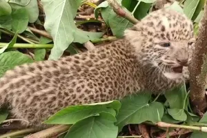 काशीपुर: घनी आबादी के बीच मृत मिला तेंदुए का शावक