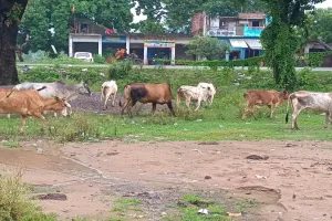 अमेठी : छुट्टा मवेशी चट कर रहे किसानों की फसल, गौस्थल में छोड़ने का आदेश हवाहवाई 