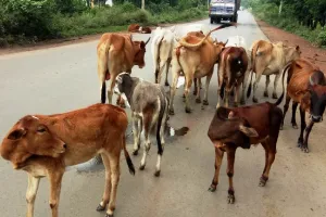अल्मोड़ा: गोवंश को आवारा छोड़ने पर पालिका करेगी कड़ी कार्रवाई 