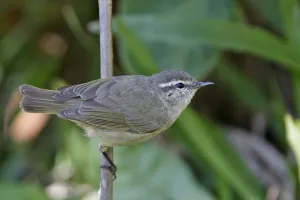 दुर्लभ 'टाइटलर लीफ वार्बलर' पक्षी पहली बार बिहार में देखा गया 