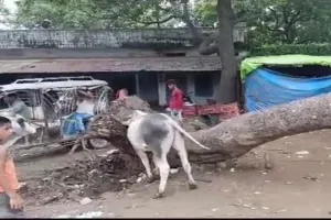 बहराइच : पेड़ के नीचे दबकर युवक की मौत, एक घायल