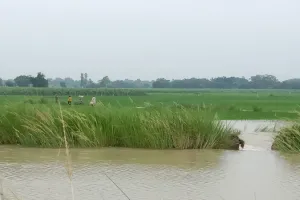 गोंडा : सरयू नहर की पटरी कटने से दो सौ बीघा फसल जलमग्न