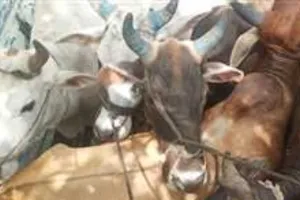 पुंछ पुलिस को मिली बड़ी सफलता, सात गो तस्कर गिरफ्तार, 41 गोवंश किये मुक्त 