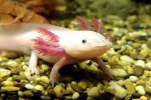 OMG! कमाल का जीव है...खुद पैदा कर लेता है अपने दिल, दिमाग और शरीर के अंग