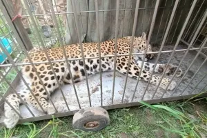 किच्छा: बाग की सुरक्षा को लगी तारबाड़ के फंदे में फंसने से नर गुलदार की मौत