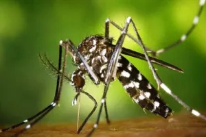 हल्द्वानी: भारी पड़ रहा जरा सा मच्छर, मरीजों की लंबी कतार