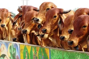 खटीमा में तार से बंधे मिले 10 गो वंशीय पशु, दो की मौत