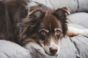 जलवायु परिवर्तन आपके पालतू जानवरों को कैसे प्रभावित करेगा?