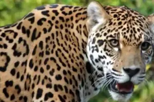 बिजनौर में गुलदार के हमलों का सिलसिला जारी, बछड़े को बनाया शिकार... लोगों में दहशत