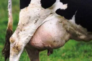 पंतनगर: पशुओं में थनैला रोग का प्रबंधन जरूरी : डॉ. ल्यूक