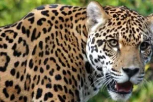 अमरोहा: तेंदुए ने तीन कुत्तों को बनाया निवाला, गांव में दहशत