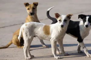 पालतू कुत्तों के झगड़े में सुरक्षा गार्ड ने बरसाईं गोलियां, जीजा-साले की मौत, छह घायल