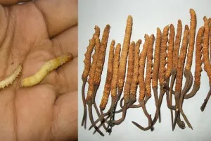 पिथौरागढ़: कीड़ा जड़ी के साथ दो तस्कर गिरफ्तार 