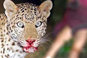 अल्मोड़ा: आंगन में खेल रही बच्ची को तेंदुए ने बनाया शिकार 