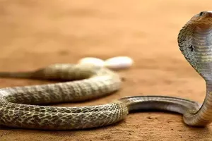 हल्द्वानी: बच्चे को सांप ने डसा, परिजनों की लापरवाही से मौत