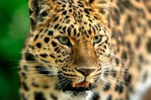 मुरादाबाद: घर के सामने से बछड़े को उठा ले गया तेंदुआ, ग्रामीणों में दहशत 