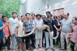 रामनगर: 13 फिट लम्बे अजगर ने‌ बनाया बन्दर को निवाला