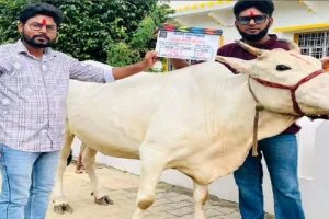 Bhojpuri: 'महमूद मियां की गाय' करेगी भोजपुरी सिनेमा मनोरंजन, फोटो हुईं वायरल