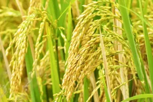 बरेली: धान का समर्थन मूल्य कम होने से किसान नाखुश, बोले, सरकार को डीजल-पेट्रोल और लागत के आधार पर... 