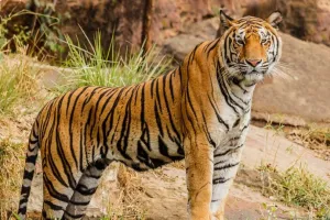 पीलीभीत: जंगल से निकले बाघ ने ली एक और जान, किसान को बनाया निवाला, मचा हड़कंप