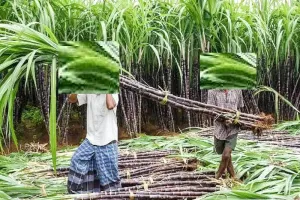 मुरादाबाद : मोबाइल संदेश के जरिये मिलेंगी गन्ना तौल की पर्चियां, किसानों के अभिलेख अपडेट करने में जुटा विभाग