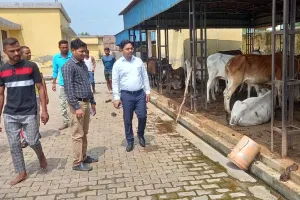 पीलीभीत: तिरपाल से ढका  मिला मृत गोवंश, दो बीमार, चारा काटने की मशीन भी खराब