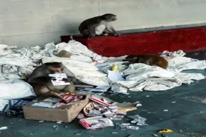लखनऊ जंक्शन पर कड़ी सुरक्षा को भेदकर बन्दरों ने डाक पार्सल को किया तहस-नहस