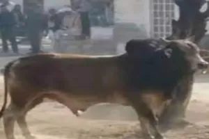 बहराइच: सांड के हमले में किसान घायल, सीएचसी में भर्ती