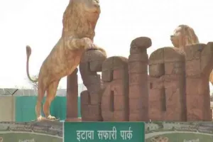 इटावा: शेरनी रूपा ने दिया दो शावकों को जन्म, एक की मौत