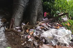 गदरपुर: महाविद्यालय परिसर में पहुंच नाग,स्टॉफ में मचा हड़कंप