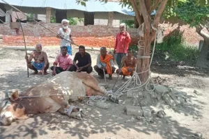 अयोध्या : ग्रामीणों ने हिंसक छुट्टा सांड पकड़ कर पेड़ से बांघा, कर रहे रखवाली